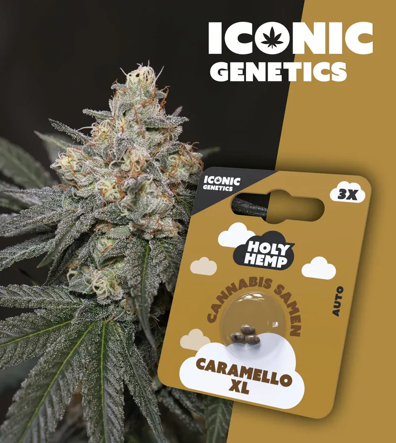 "Holy Hemp" Caramello XL Autoflowering - 3 Samen