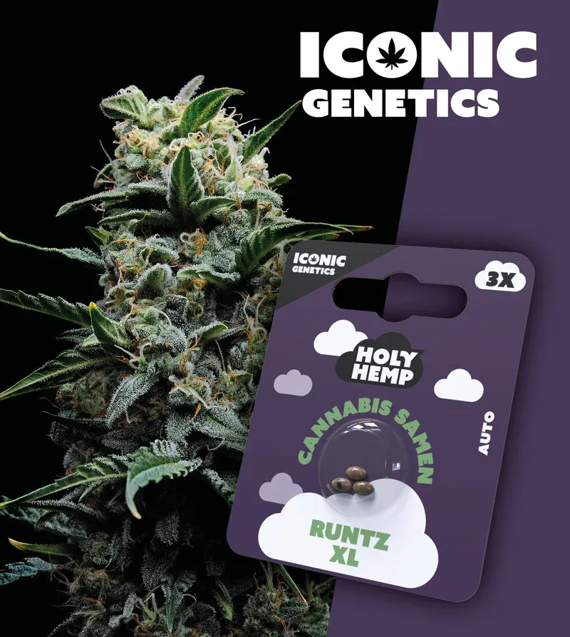 "Holy Hemp" Runtz XL Autoflowering - 3 Samen