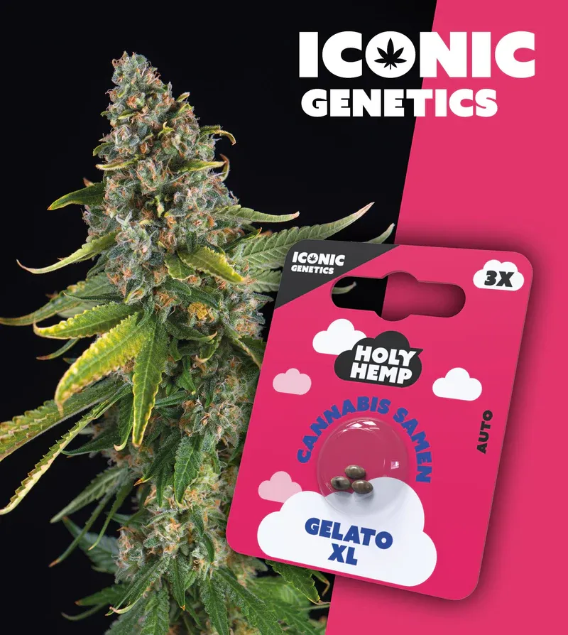 "Holy Hemp" Gelato XL Autoflowering - 3 Samen