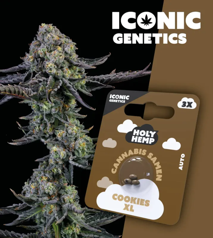 "Holy Hemp" Cookies XL Autoflowering - 3 Samen