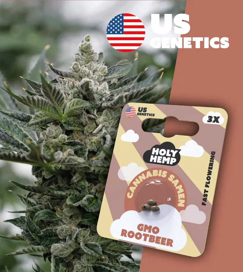 "Holy Hemp" GMO Rootbeer Fast Flowering - 3 Samen