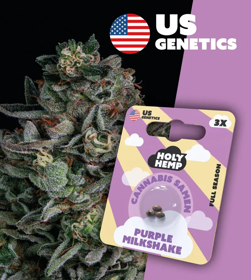 "Holy Hemp" Purple Milkshake Feminisiert- 3 Samen