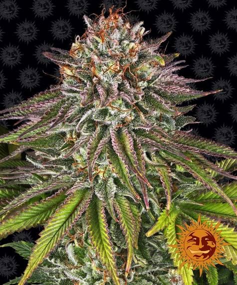 "Barney's Farm" Critical Kush Feminisiert - 5 Samen