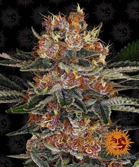 "Barney's Farm" Purple Punch Automatik - 5 Samen