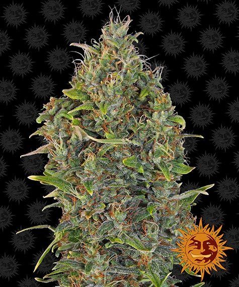 "Barney's Farm" Critical Kush Automatik - 5 Samen