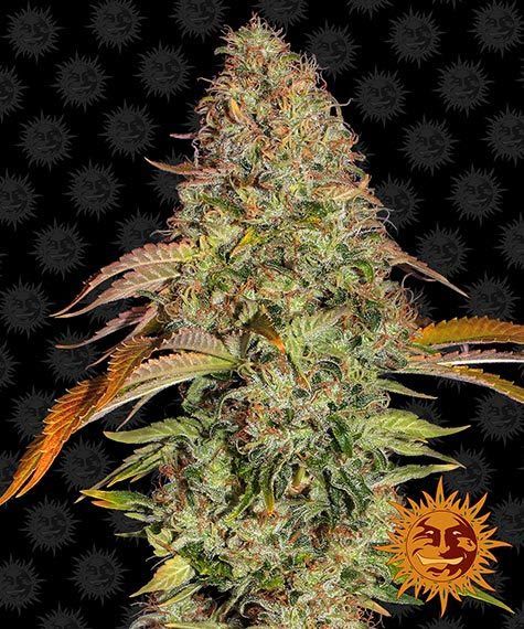 "Barney's Farm" Zkittlez Automatik - 5 Samen