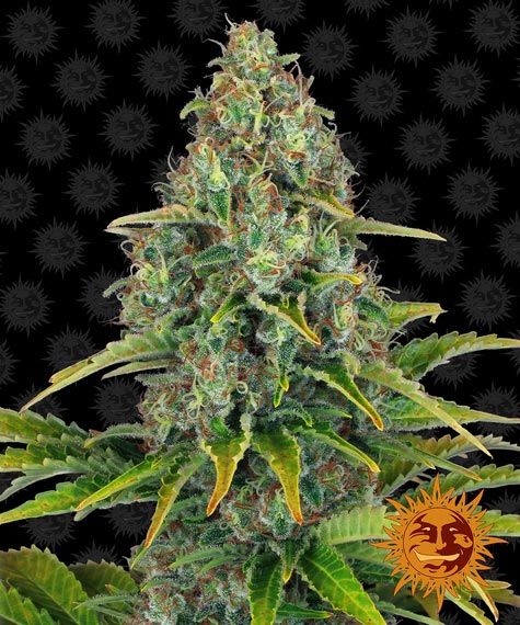 "Barney's Farm" Blue Cheese Automatik - 5 Samen