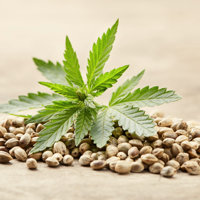 Cannabis Samen