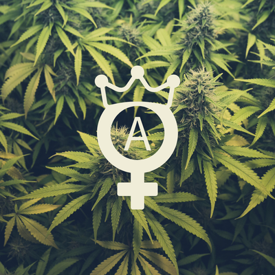 Autoflowering Samen
