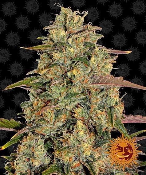 "Barney's Farm" Amnesia Lemon Feminisiert - 5 Samen