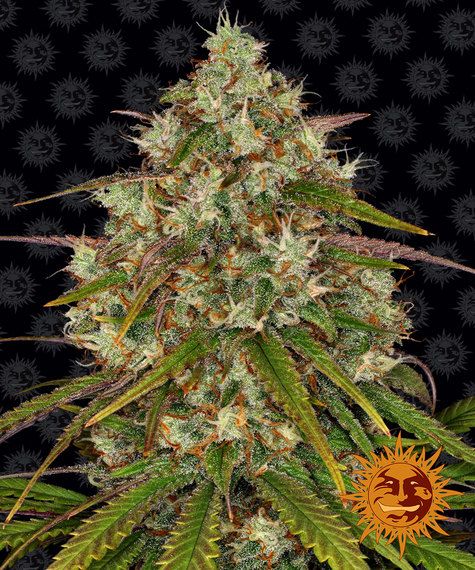 "Barney's Farm" Liberty Haze Feminisiert - 5 Samen