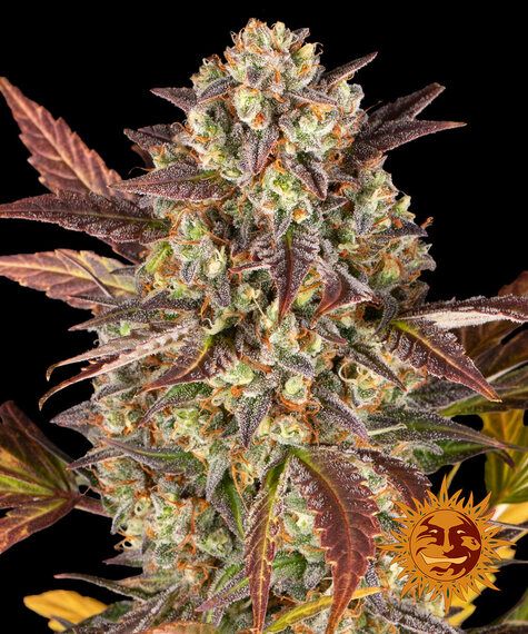 "Barney's Farm" Amnesia Haze Automatik - 5 Samen