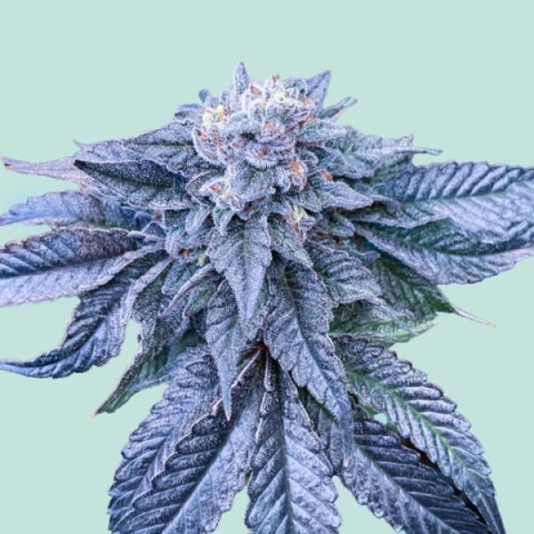"Mainhattan Seeds" Northern Lights Blue