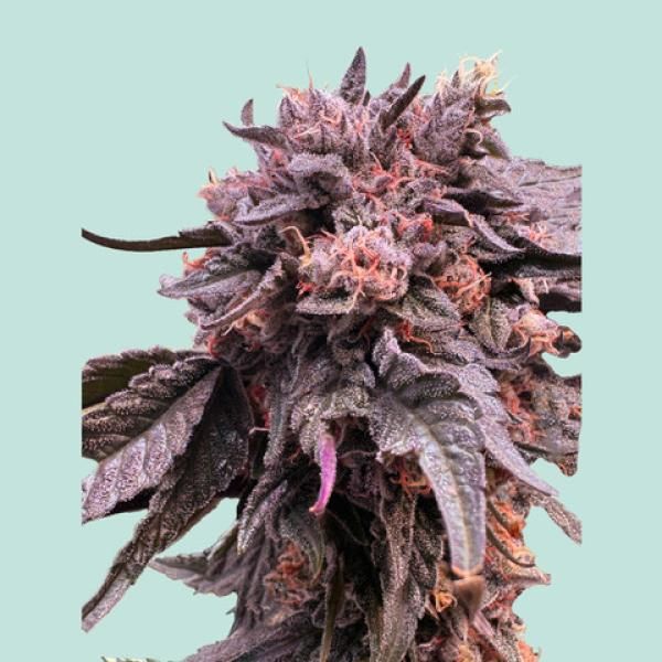 "Mainhattan Seeds" Pink Runtz Autoflower