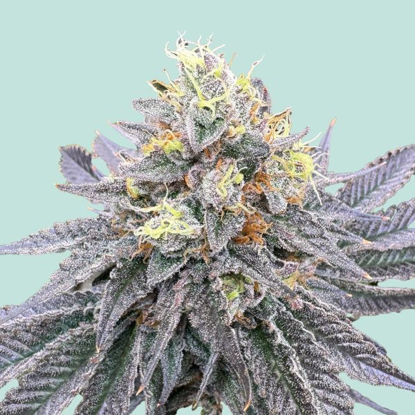 "Mainhattan Seeds" Mainhattan Autoflower
