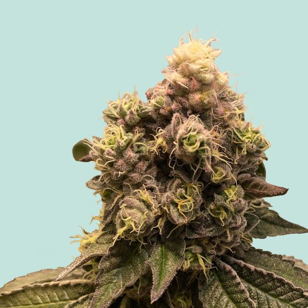 "Mainhattan Seeds" Moby Dick Autoflower
