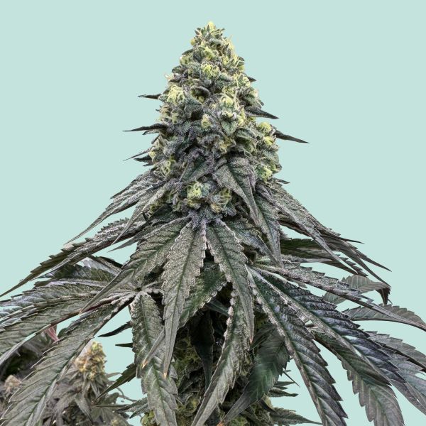 "Mainhattan Seeds" Adlers Finest Feminisiert