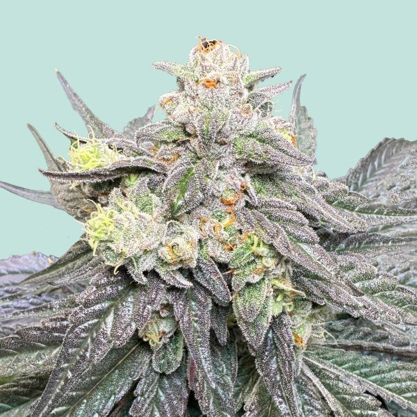 "Mainhattan Seeds" BHNHFSVRTL Feminisiert