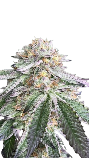 "Mainhattan Seeds" Cherry Pie x Super Boof Feminisiert