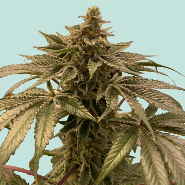 "Mainhattan Seeds" Frankfurter Hase Feminisiert