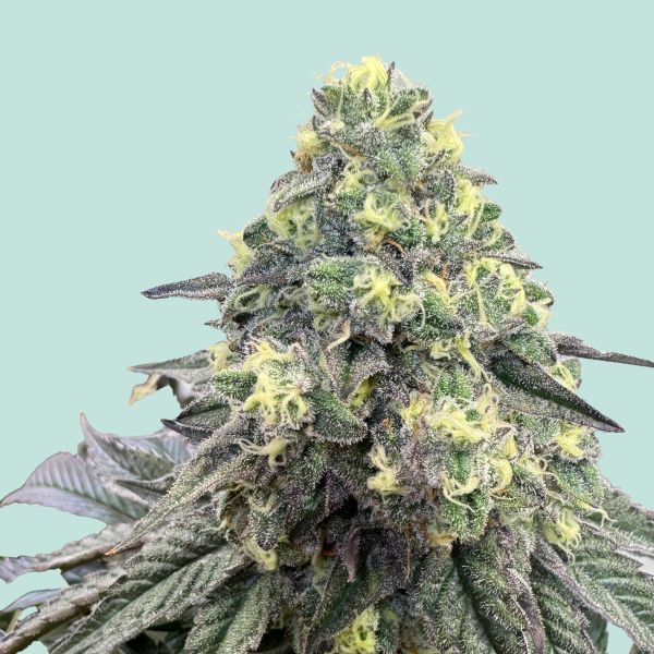 "Mainhattan Seeds" Konsti Feminisiert