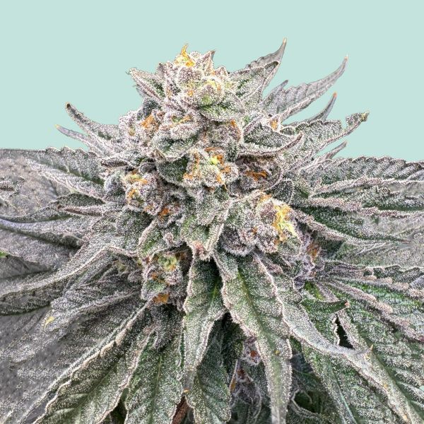 "Mainhattan Seeds" Mainhattan Feminisiert