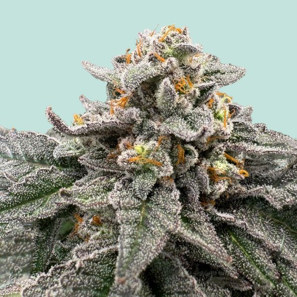 "Mainhattan Seeds" Red Light District Feminisiert