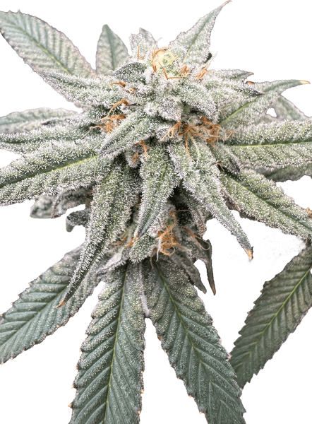 "Mainhattan Seeds" Süße Hessin Feminisiert