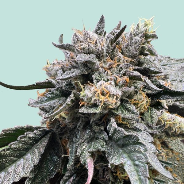 "Mainhattan Seeds" Sun of Frankfurt