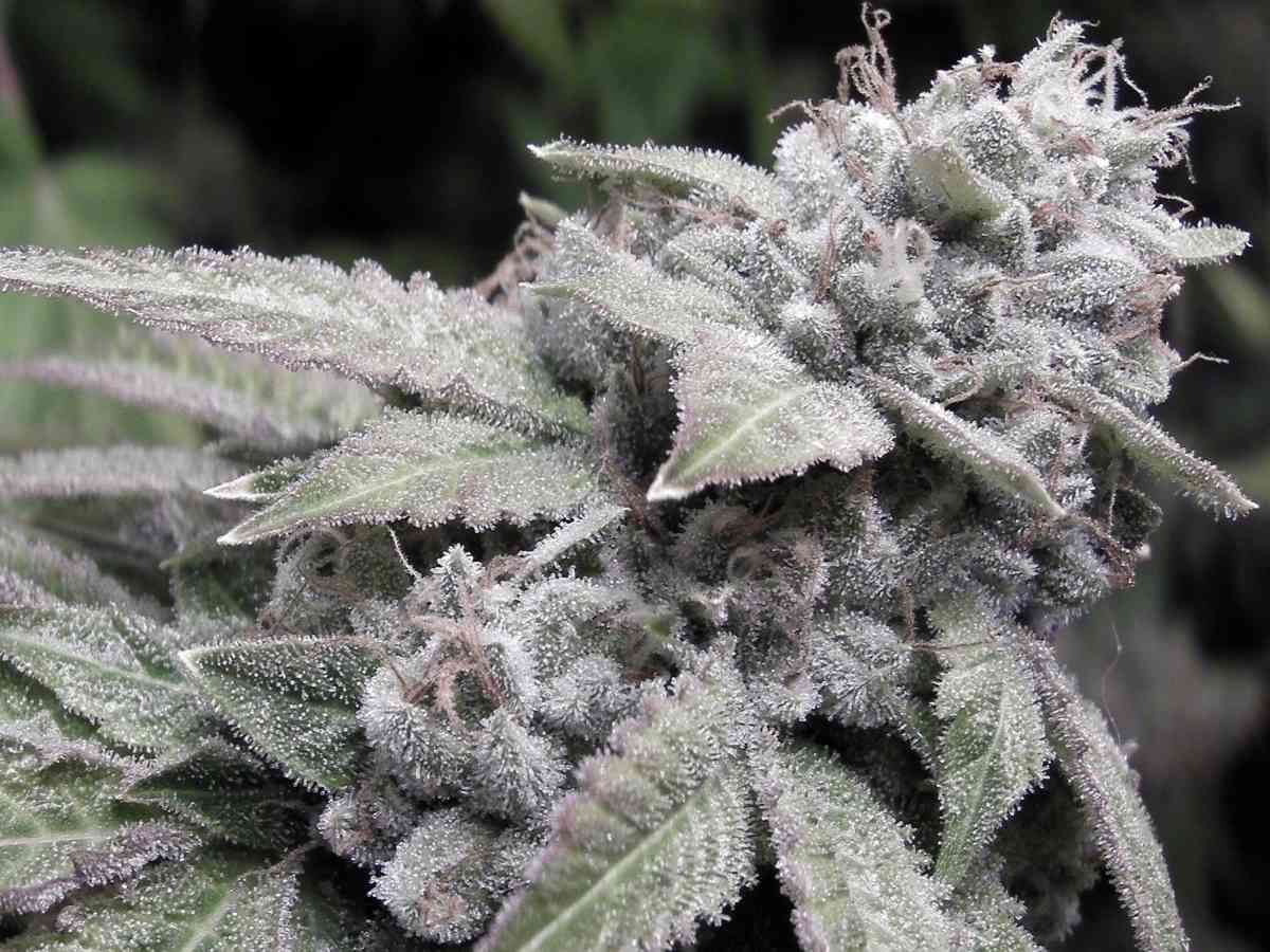 "Mainhattan Seeds" US Genetik Gorilla Glue #4 x Bubba