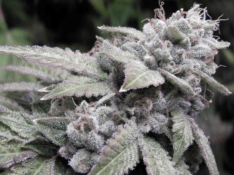 "Mainhattan Seeds" US Genetik Gorilla Glue #4 x Bubba