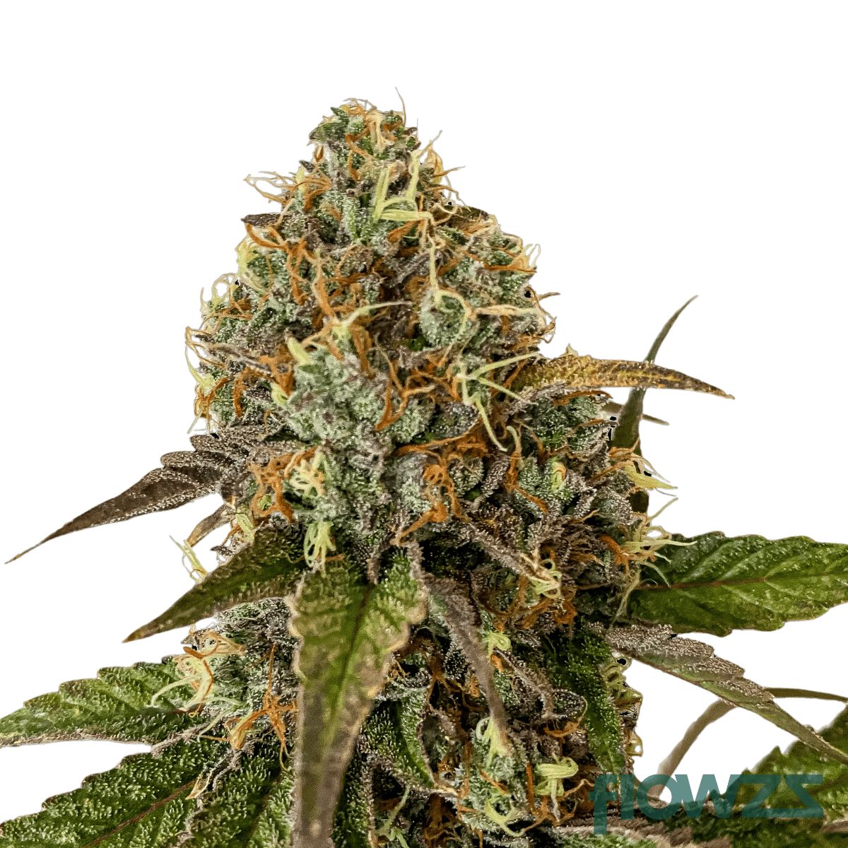 "Mainhattan Seeds" US Genetik Sherbet Mintz x Bubba Feminisiert