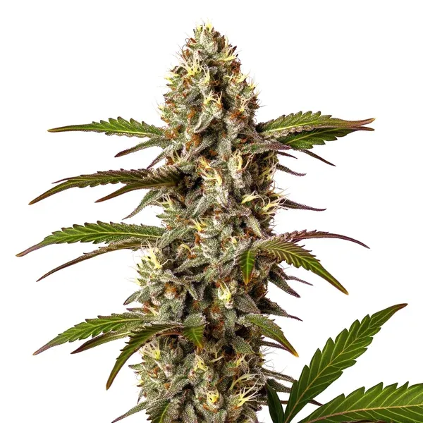 "Mainhattan Seeds" US Genetik Gelato #41 x Bubba Feminisiert