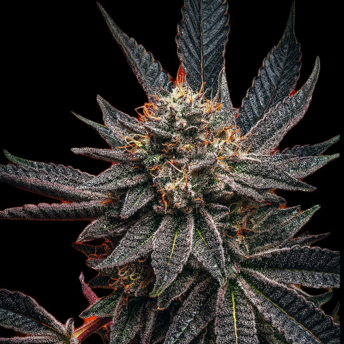 "Mainhattan Seeds" US Genetik Zookies x Bubba Feminisiert