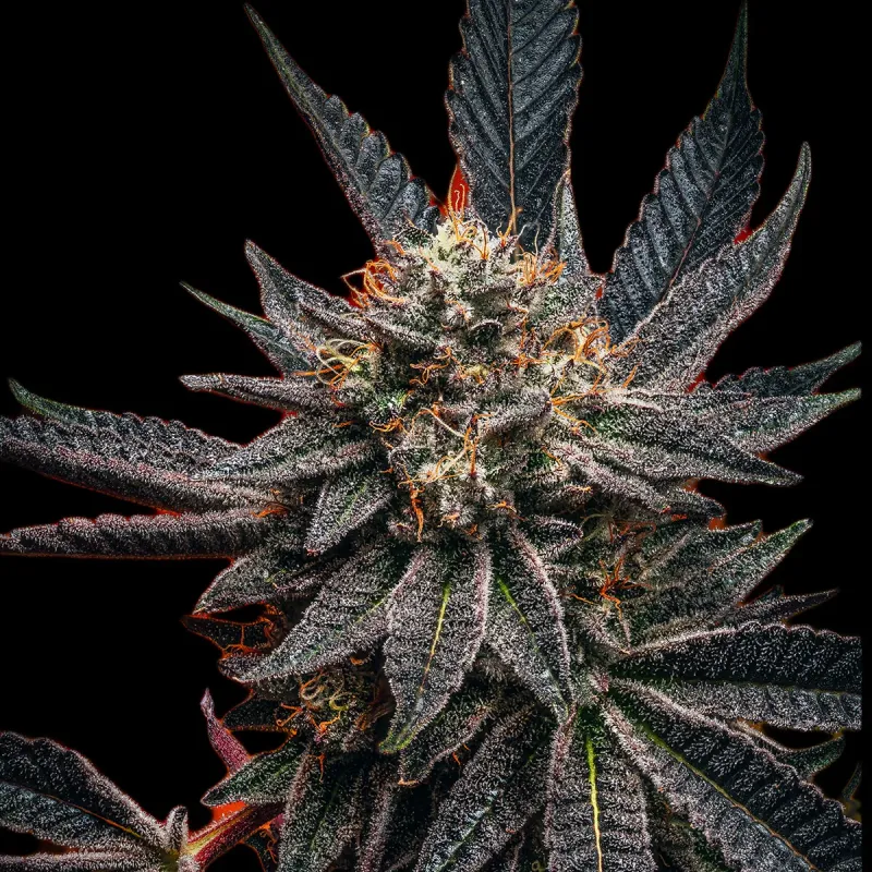 "Mainhattan Seeds" US Genetik Zookies x Bubba Feminisiert
