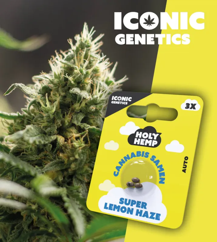 "Holy Hemp" Super Lemon Haze Autoflowering - 3 Samen