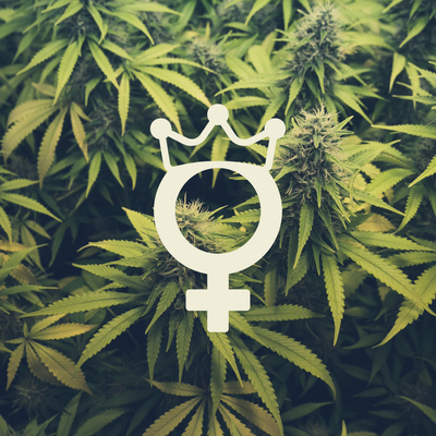 Feminisierte Samen