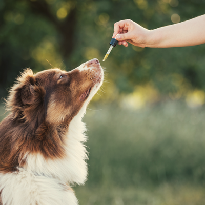 CBD für Tiere