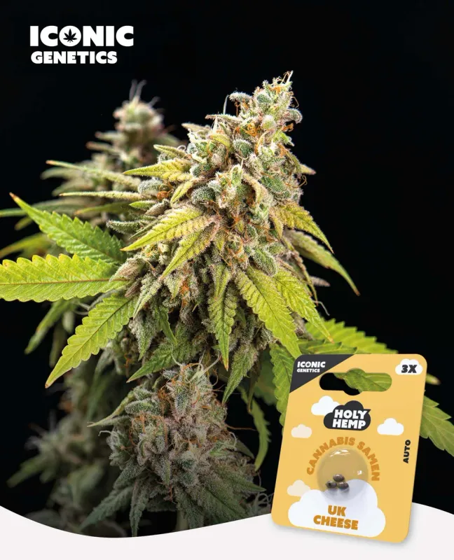 "Holy Hemp" UK Cheese Autoflowering - 3 Samen