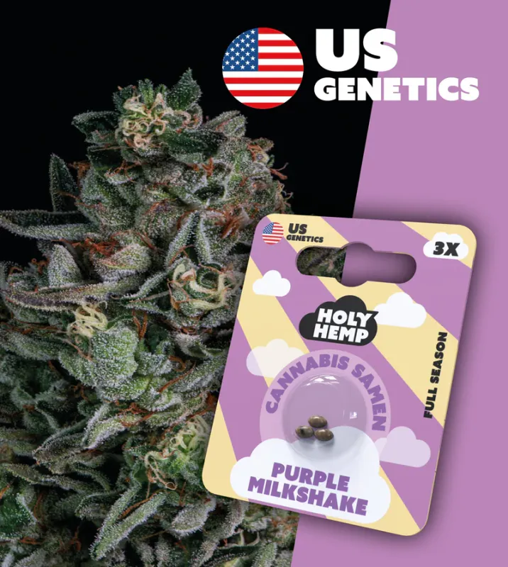 "Holy Hemp" Purple Milkshake Feminisiert- 3 Samen