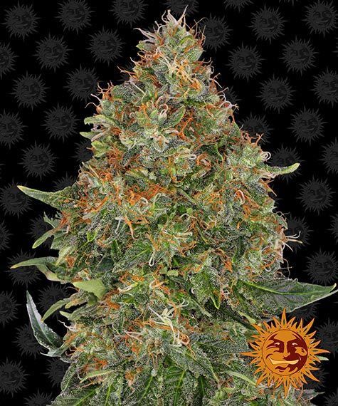 "Barney's Farm" Pineapple Express Automatik - 5 Samen