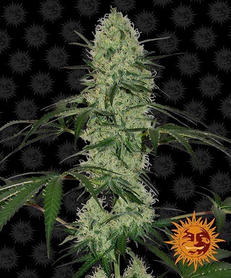"Barney's Farm" Tangerine Dream Automatik - 5 Samen