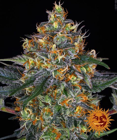"Barney's Farm" Moby Dick Automatik - 5 Samen