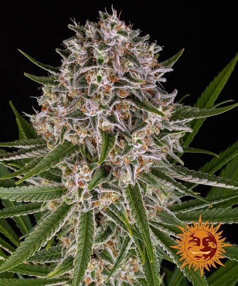 "Barney's Farm" Lemon Haze Automatik - 5 Samen