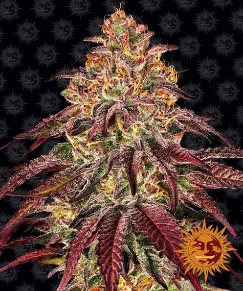 "Barney's Farm" Mimosa x Orange Punch Automatik - 5 Samen