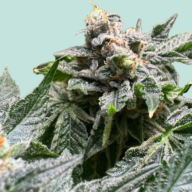 "Mainhattan Seeds" Animal Cookies Autoflower