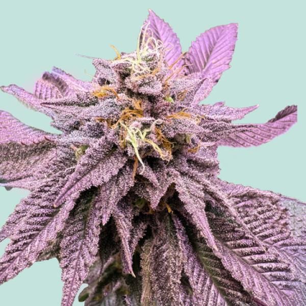 "Mainhattan Seeds" Red Zkittlez Autoflower