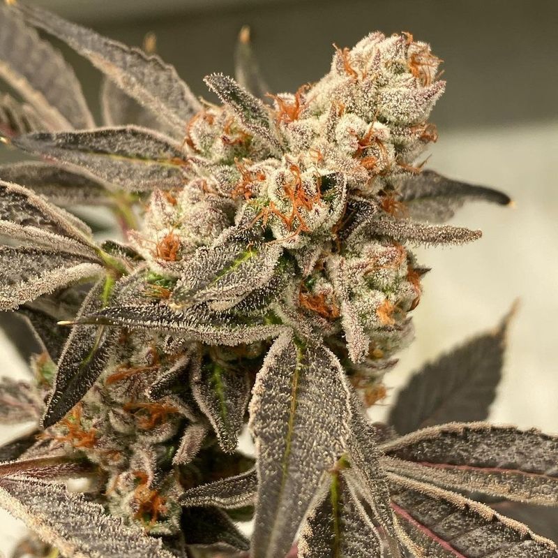 "Mainhattan Seeds" US Genetik Divine Gelato x Bubba