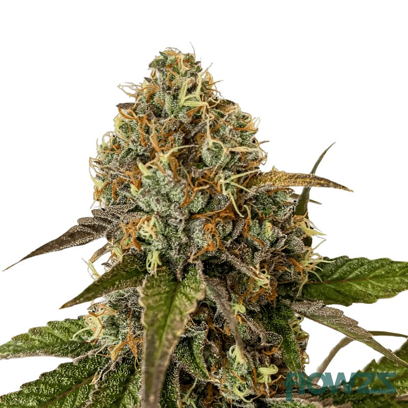 "Mainhattan Seeds" US Genetik Sherbet Mintz x Bubba Feminisiert