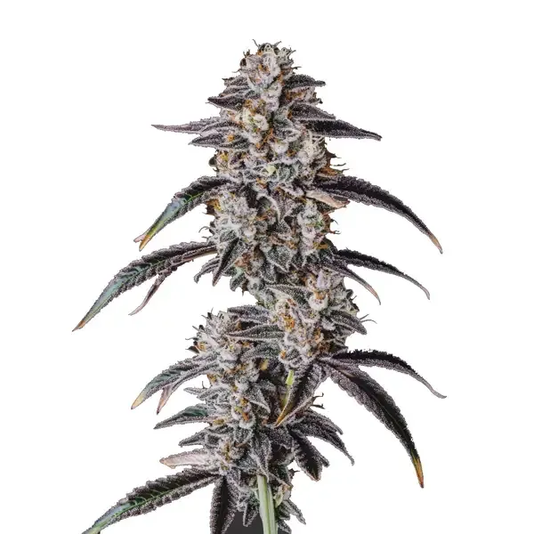 "Mainhattan Seeds" US Genetik Georgia Pie x Bubba Feminisiert